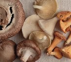 Mushroom varieties